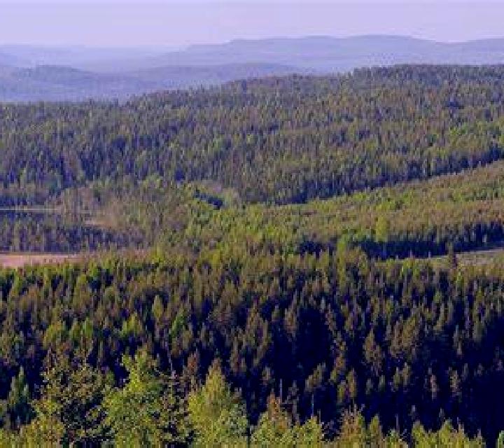 escort Castanea
