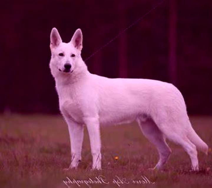 escort Nothweiler