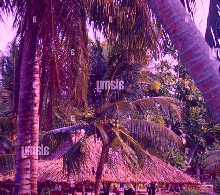 Escorts Phaeton, Haití — Chicas y putas locales